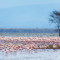 ナクル湖のフラミンゴ